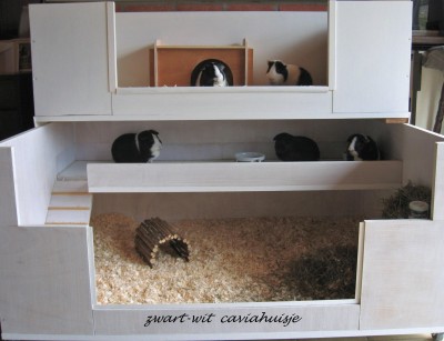 laden barsten twist Cavia behuizing - dierenvangnet.nl