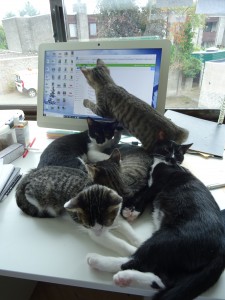 computer kittens