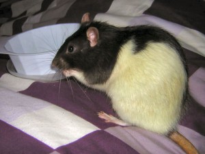 tamme rat