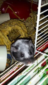 hamster gigi