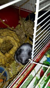 hamster gigi2