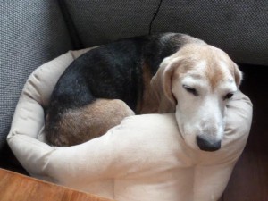 beagle james