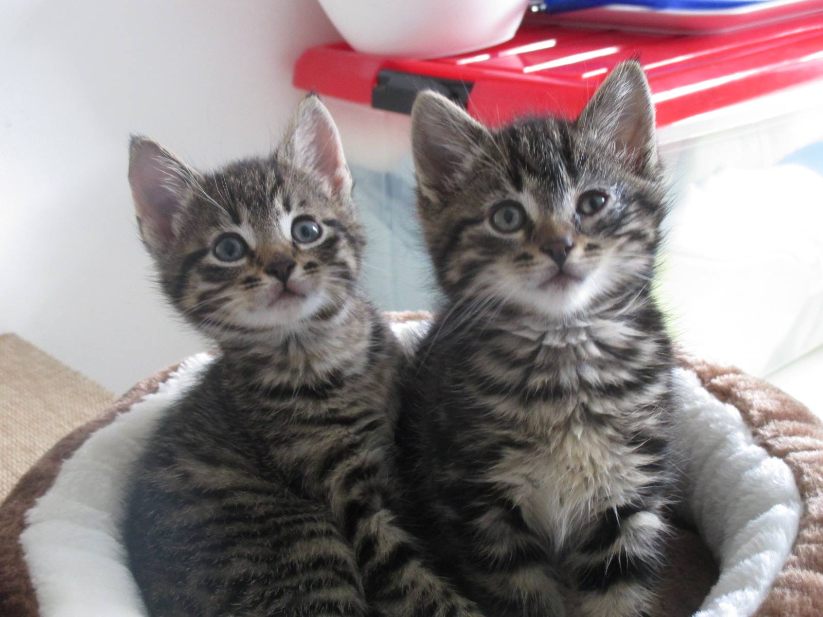 2 kittens3