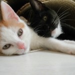 2 kittens4