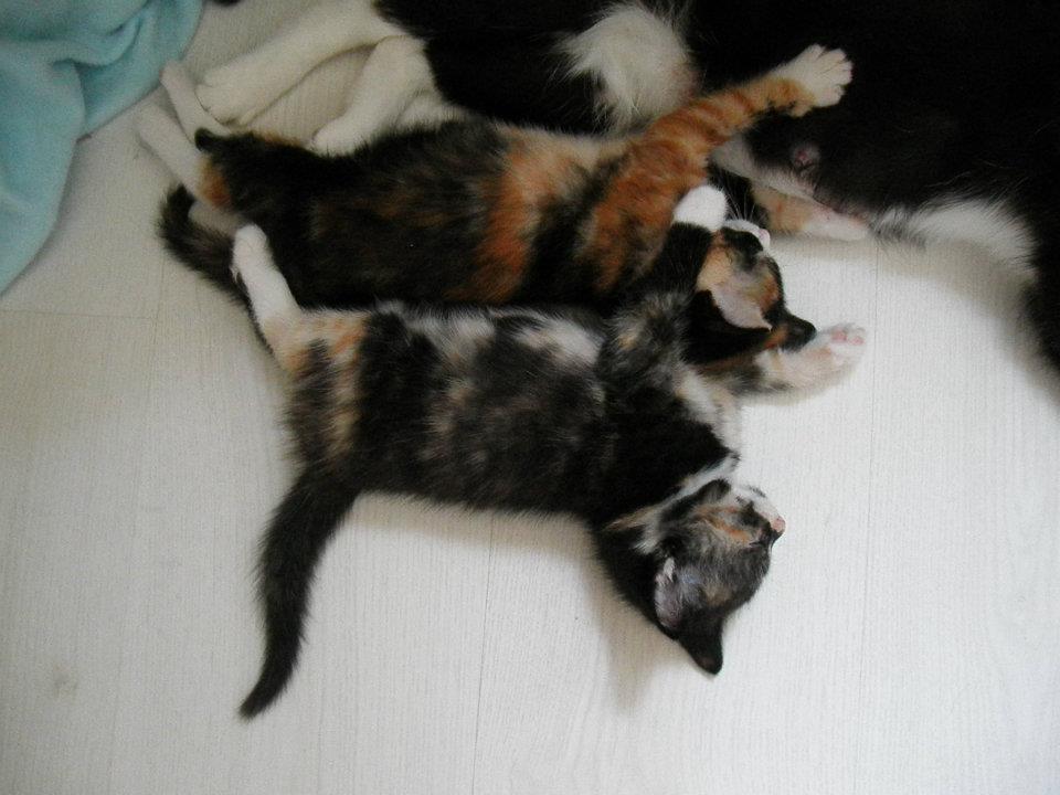 2 kittens5