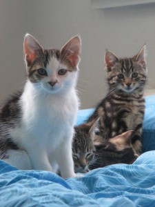 bed vol kittens