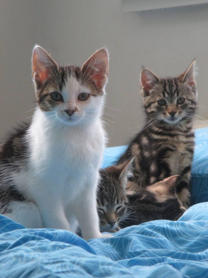 Waarom wij uitsluitend kittens plaatsen bij een kat (maximaal 2 jaar oud) of samen met van zijn speelmaatjes. - dierenvangnet.nl