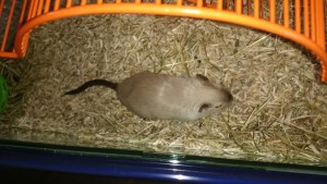 Gerbils3