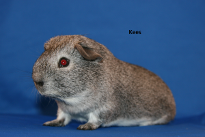 Kees cavia