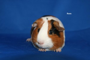 Roos cavia