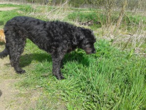 bloem in het gras