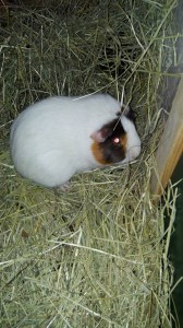 cavia's kb10