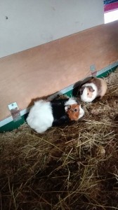 cavia's kb2