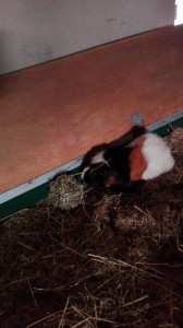 cavia's kb3