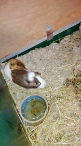 cavia's kb5