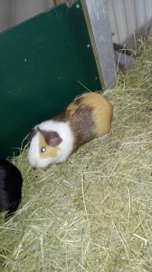 cavia's kb7