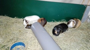 cavia's kb8