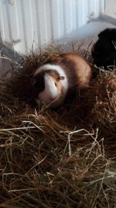 cavia's kb9