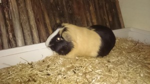 Luna cavia