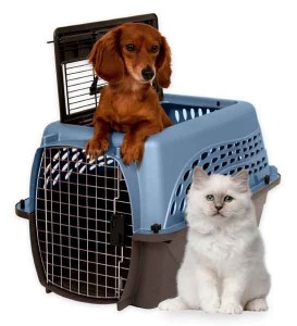 hond en kat in vervoersmand