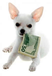 White Chihuahua Puppy Holding a Fifty Dollar Bill in Mouth, on white background.