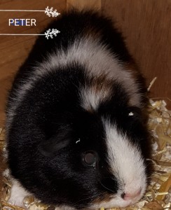 Peter