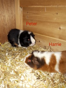 Peter en Harrie