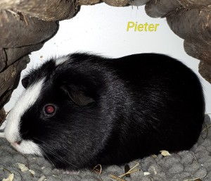 Pieter