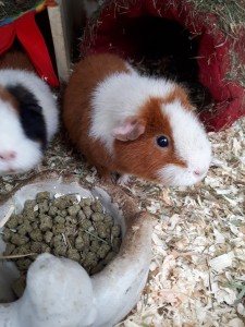 cavia Tom