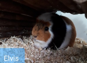 Elvis