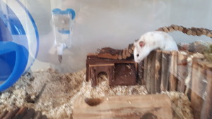 Boris hamster